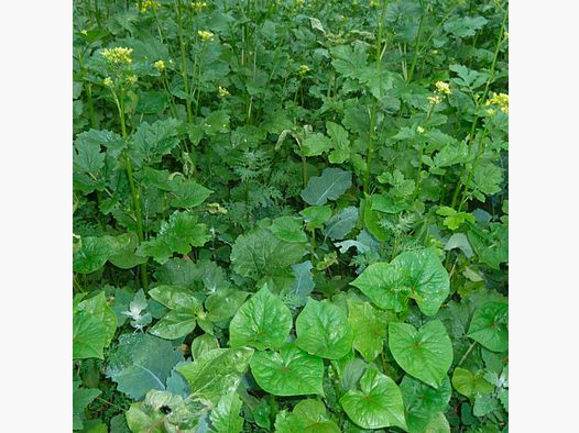 Kiepenkerl miscela di colture di copertura