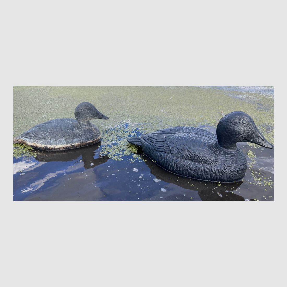 Forma di eider nera Magnum, immagine 3 di 3