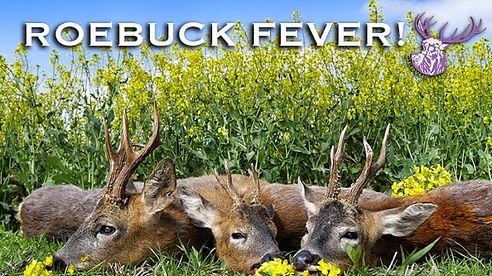 ROEBUCK FEVER!