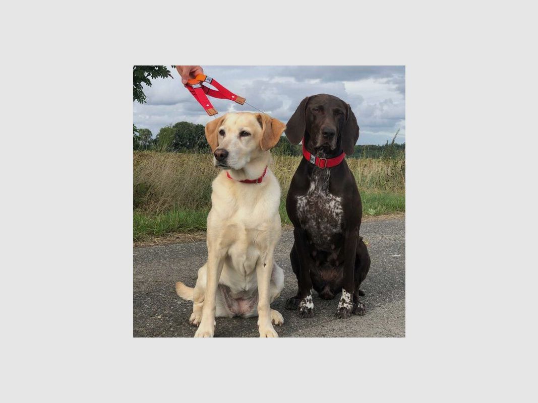 WowWow Hundehalsband mit integrierter Leine Leder Kastanienbraun