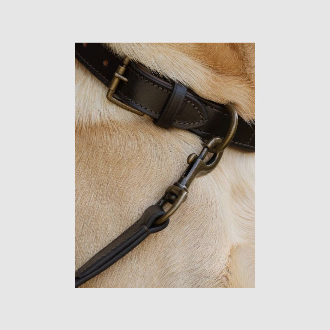 Dubarry Ranger Hundeline i læder Mahogany, billede 9 af 9