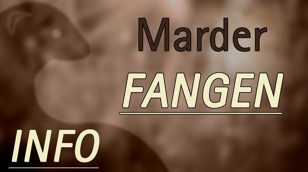 Wie fange ich einen Marder? | MARDERFREI GMBH