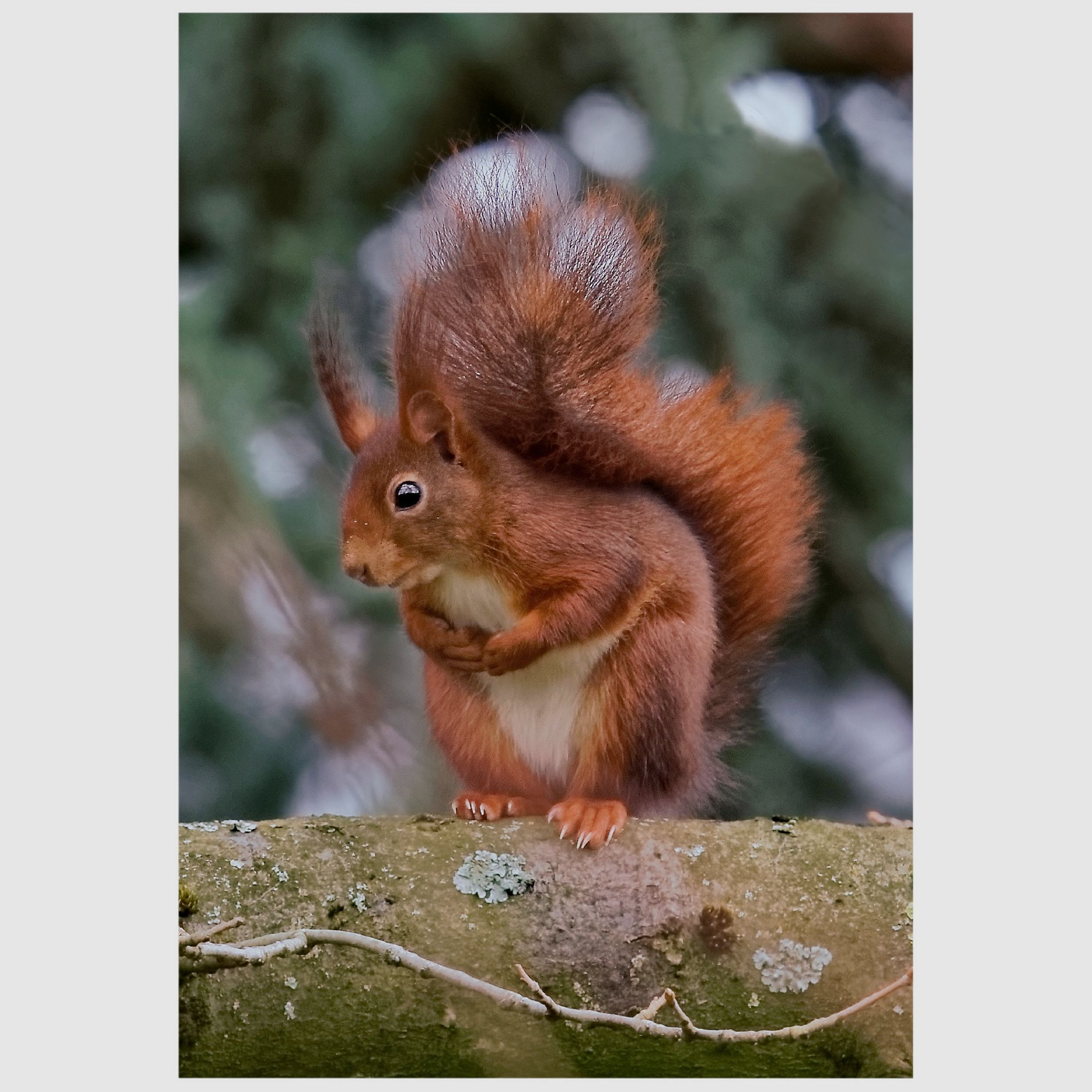 Klappkarte mit Eichhörnchenmotiv