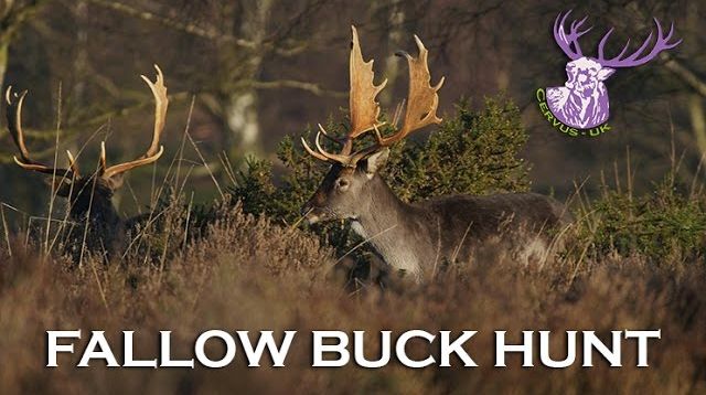 HAMPSHIRE FALLOW BUCK HUNT