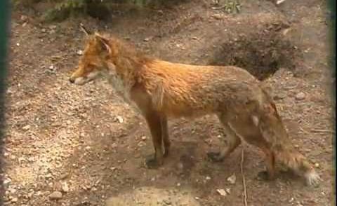 Steckbrief Natur Teil 13 Fuchs Dachs