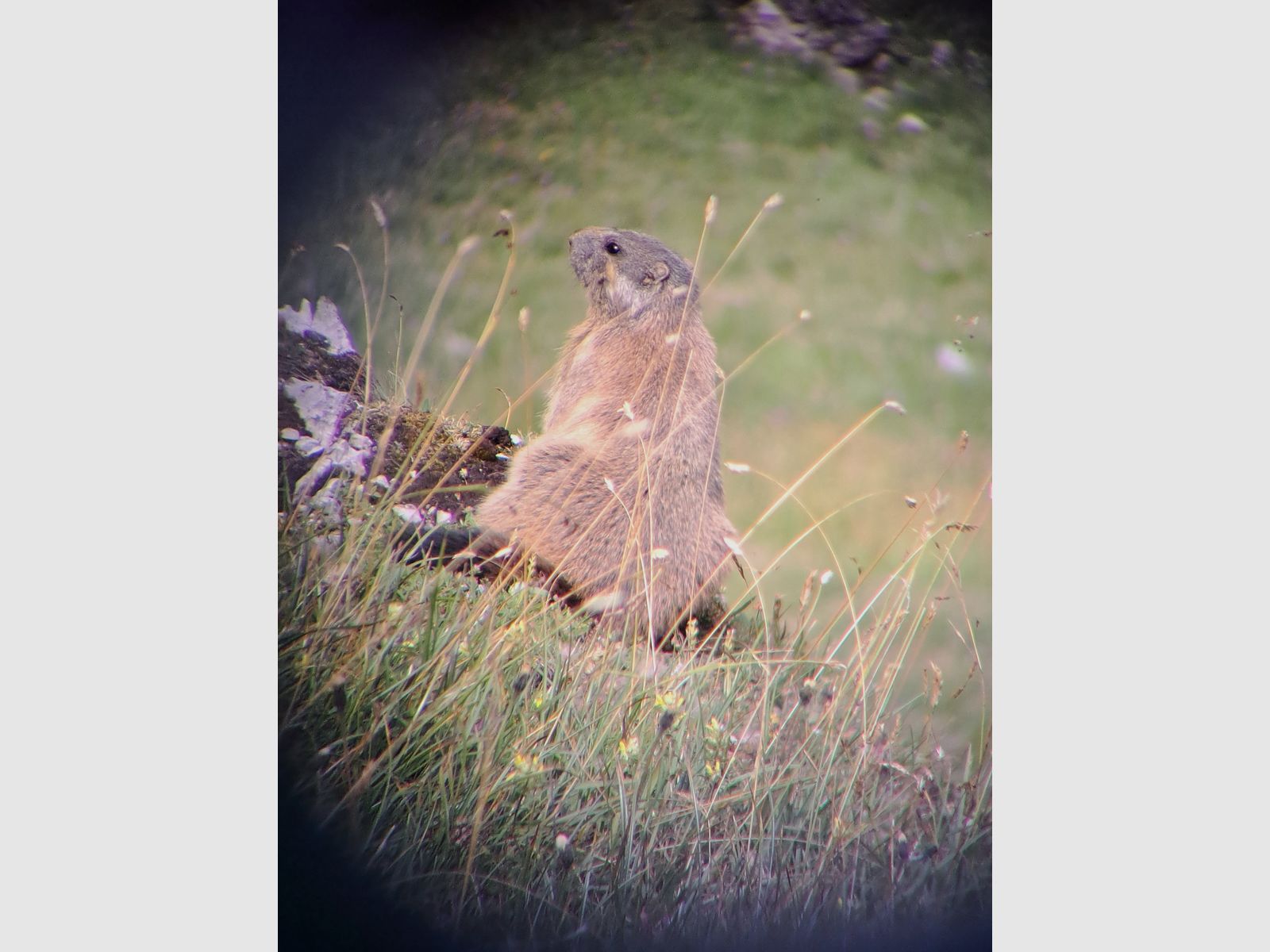 Swarovski Spektiv HD – Komplett-Set | Top-Zustand | 3.800 €