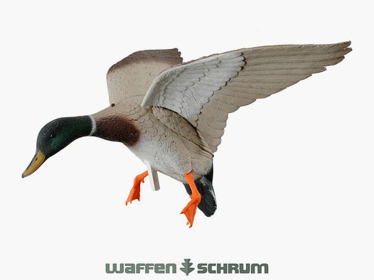 Lockente mit Schwingen im Landeanflug