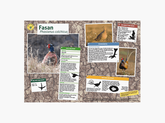 Lieu d'apprentissage Nature - Tableau de jeu DIN A3 Faisan