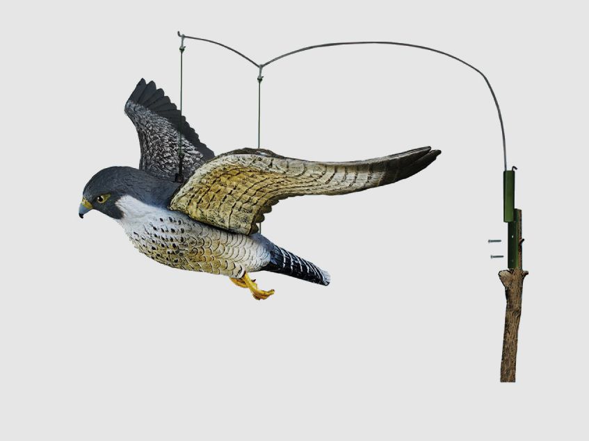 Fliegender Wanderfalke