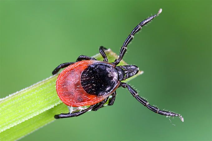 Tick Infestation in Dogs - What to Consider
