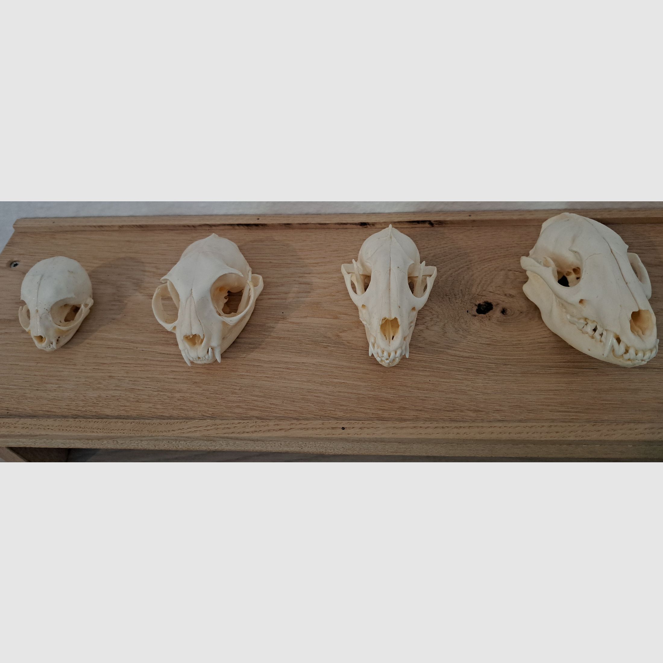 Raubwild Schädel-Sammlung für Lehrzwecke + Eichen Regal