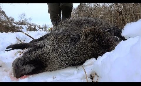 Drückjagd in Kroatien 2017, Driven Hunt in Kroatia 2017