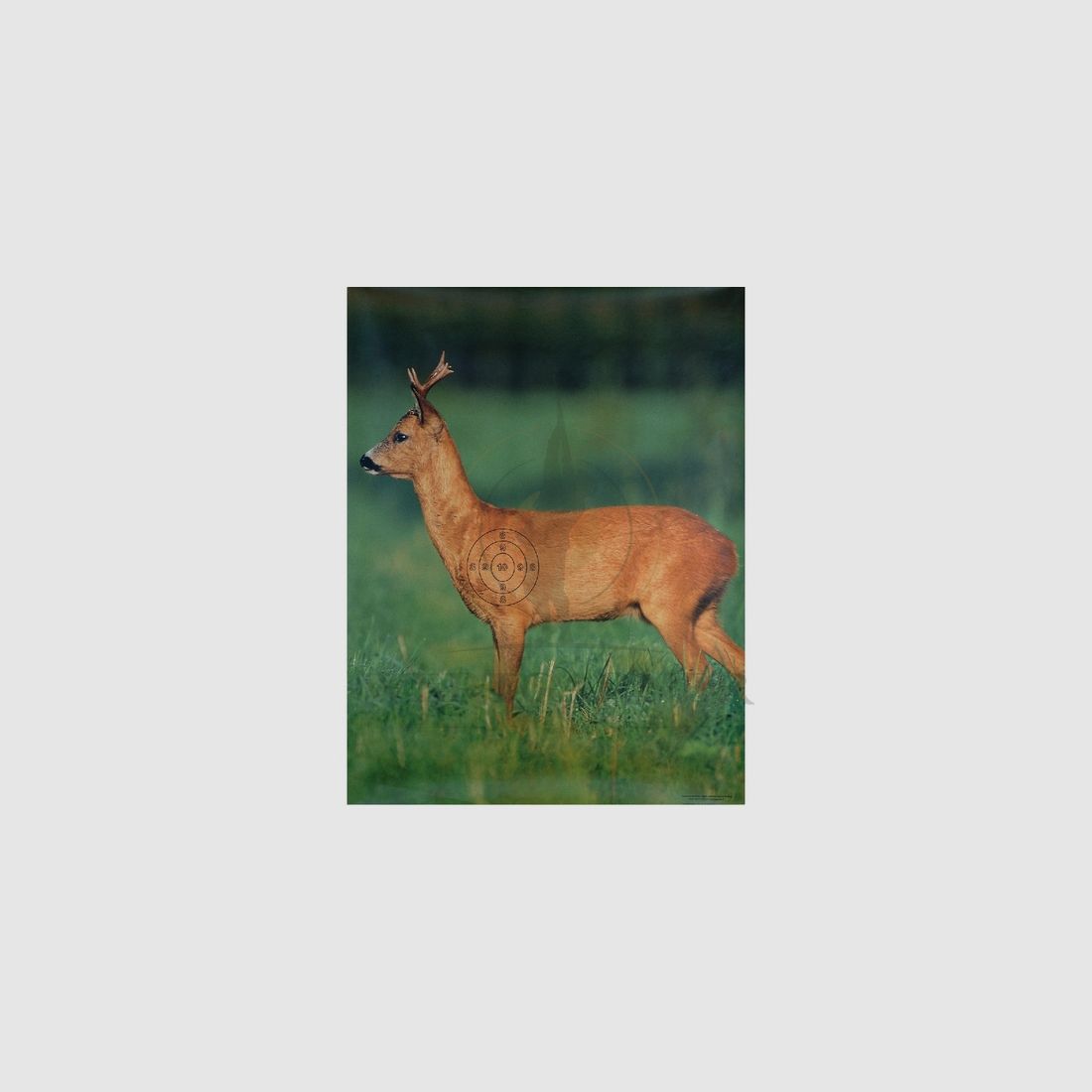 Jagd Scheibe Rehbock neu stehend 86x122 inkl. Spiegel