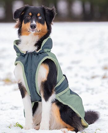 Dog Clothing for Winter