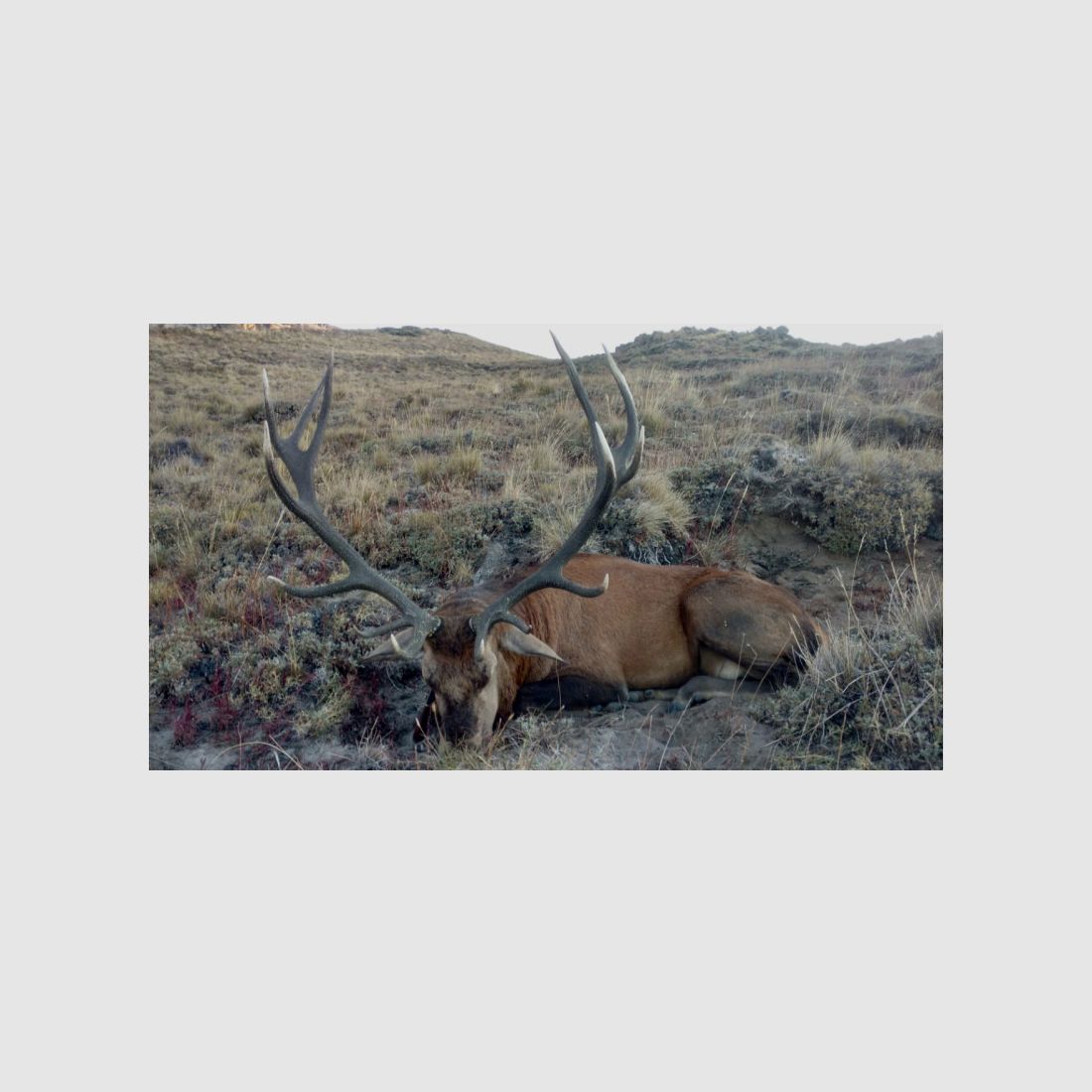 Auf starke Rothirsche in Patagonien! Eine fantastische Jagd!