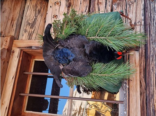 Birkhahn in der Balz 2025 in Tirol- traumhafte Bergjagd