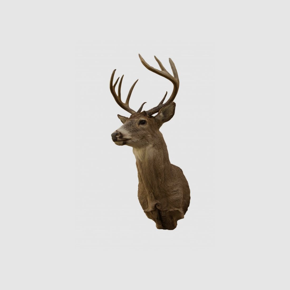Trophée de cerf à queue blanche monté MM, image 1 sur 2
