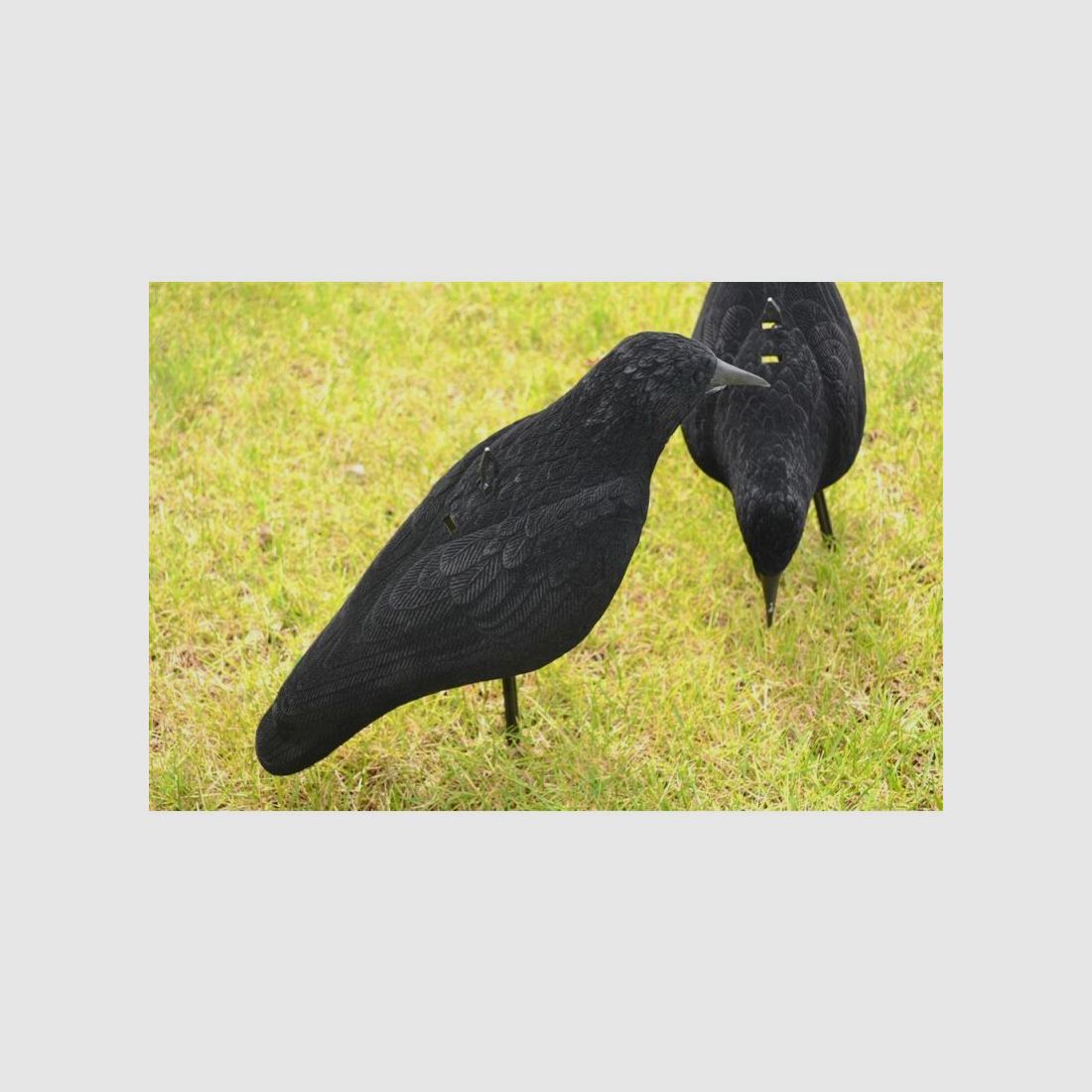 Krähenjagd-Set: 10 x Flock-Lockkrähe Halbschale & Lockschmiede Krähenlocker