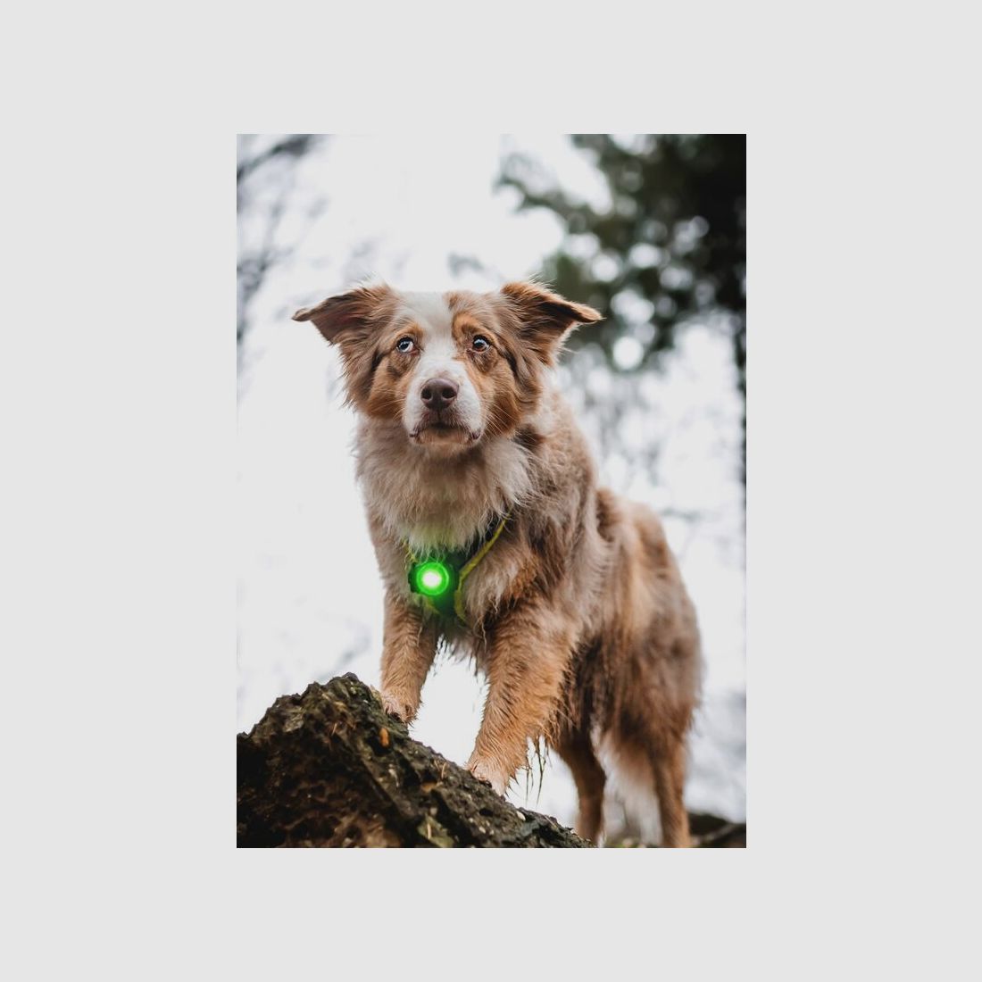 Orbiloc LED-Sicherheitslicht Dog Dual Grün