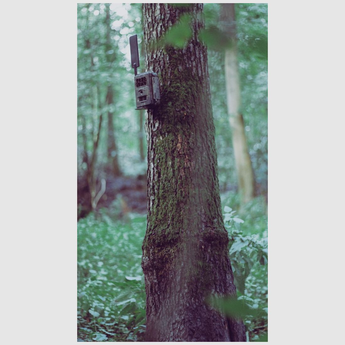 Baumstativ für Wildkameras