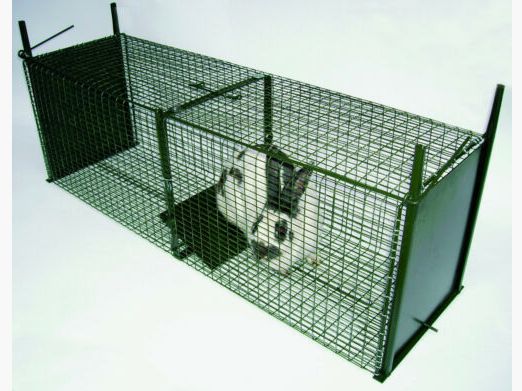 Gallic wire box trap