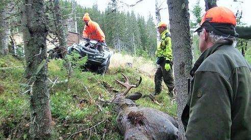 Reportage: Elchjagd in Schweden