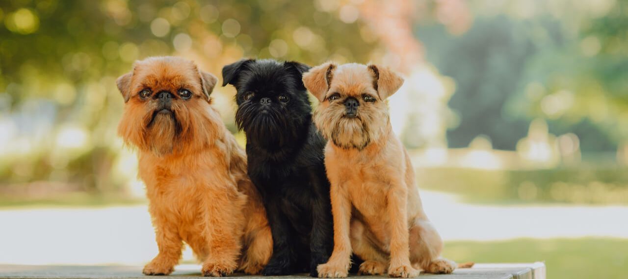 Breed Profile: Belgian Griffon