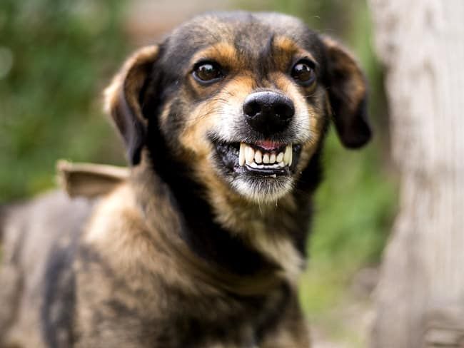 Zahnpflege für Hunde - warum es wichtig ist und wie du es selbst machen kannst