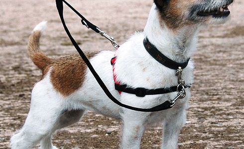 Hundegeschirr oder Halsband?