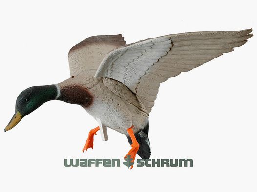 Lockente mit Schwingen im Landeanflug