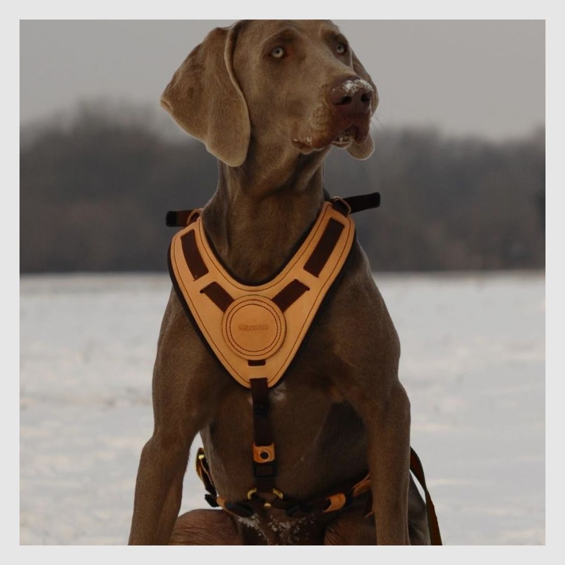 Harnais pour chien Niggeloh Mantrailing (S-M), image 4 sur 5