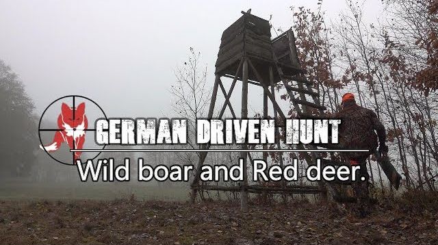 Driven hunt in Germany, for wild boar and red deer. Drivjagt i Tyskland på vildsvin og krondyr.