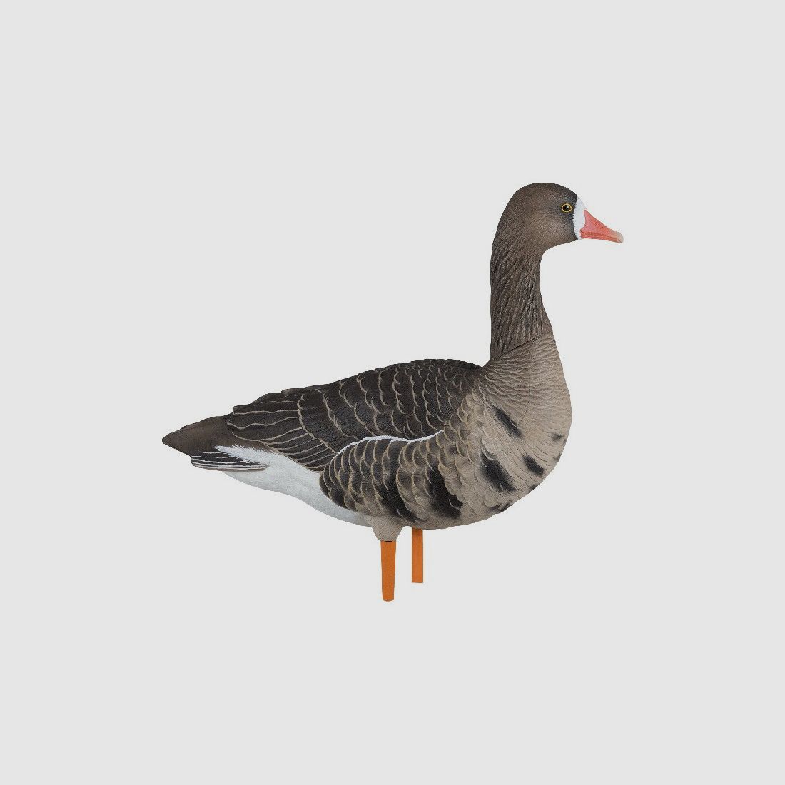 Formen von Lachmöwen auf Füßen AvianX, Bild 5 von 5