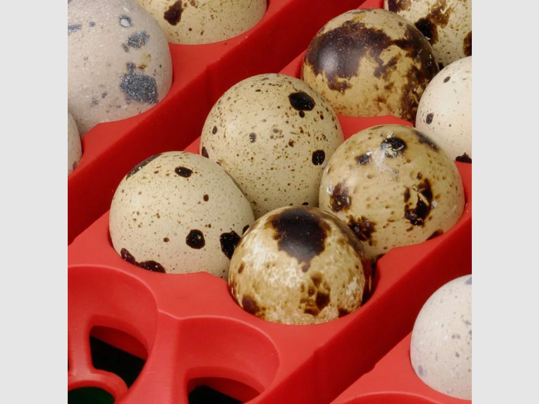 Halbautomatische Brutmaschine 12 Eier River Systems Egg Tech 12, Bild 7 von 12