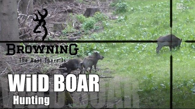 🐗Wild Boar Hunting  Juli 2015/ Saujagd Juli 2015