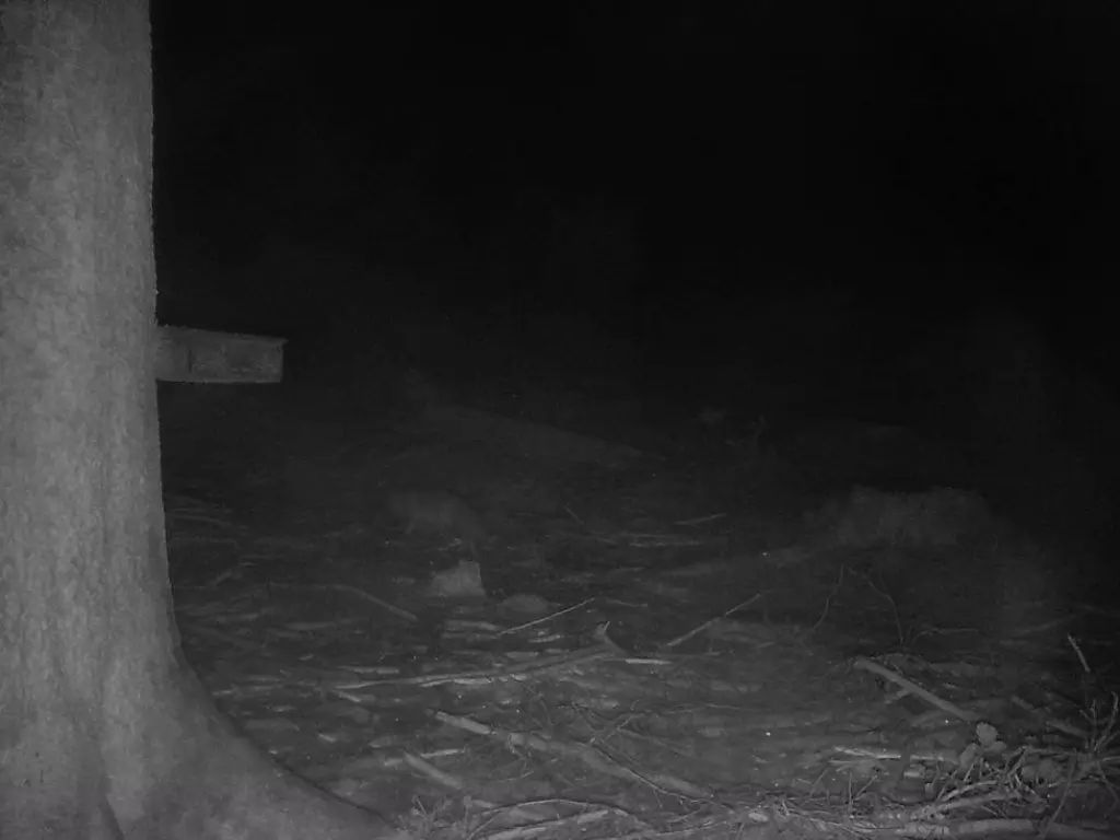 ICU Cam 5 Wildkamera