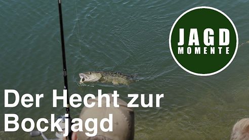 Der Hecht zur Bockjagd | JagdMomente mit Freunden | Folge 3