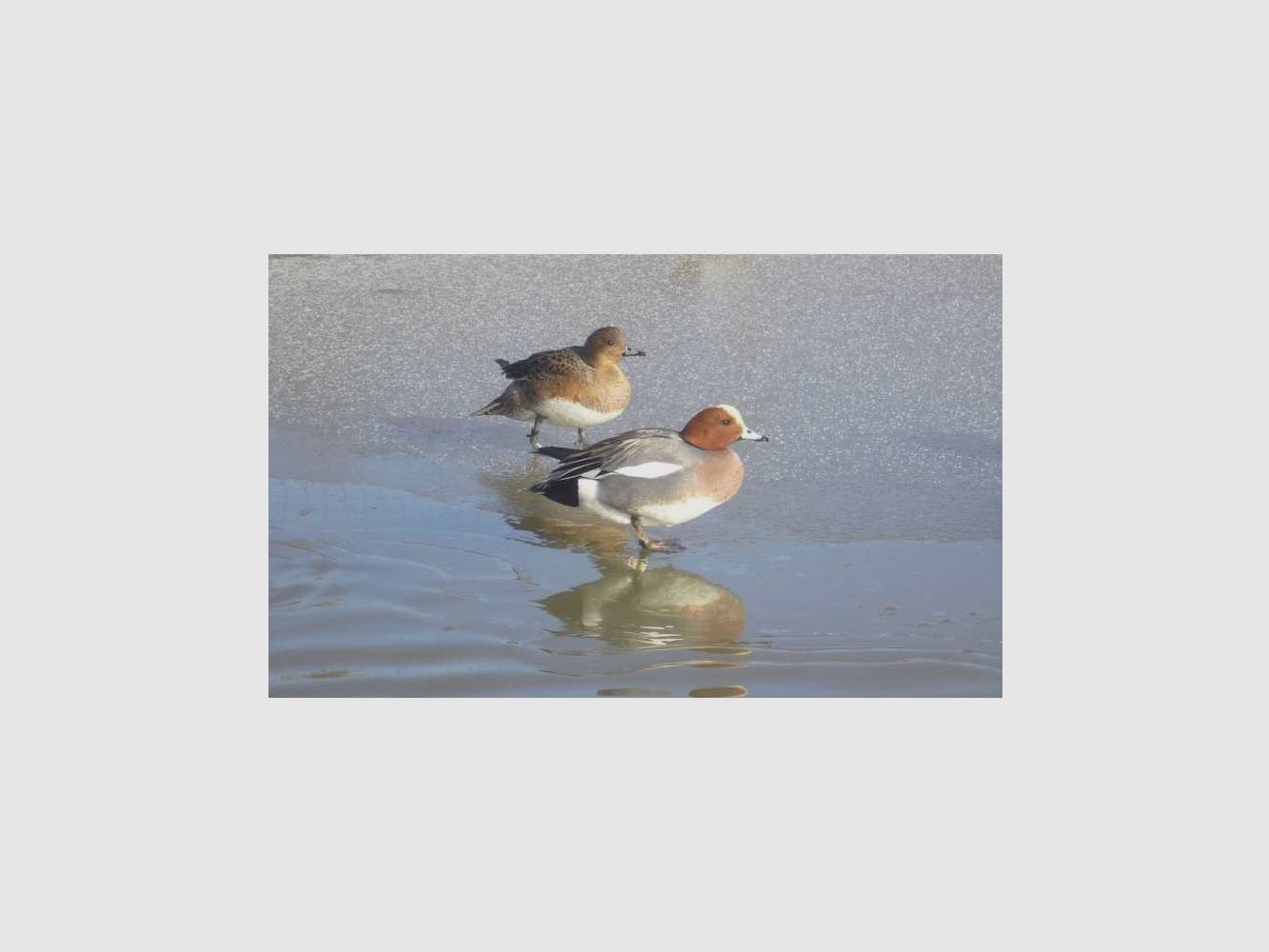 Watervogelroep Primos Power Drake, afbeelding 4 van 4