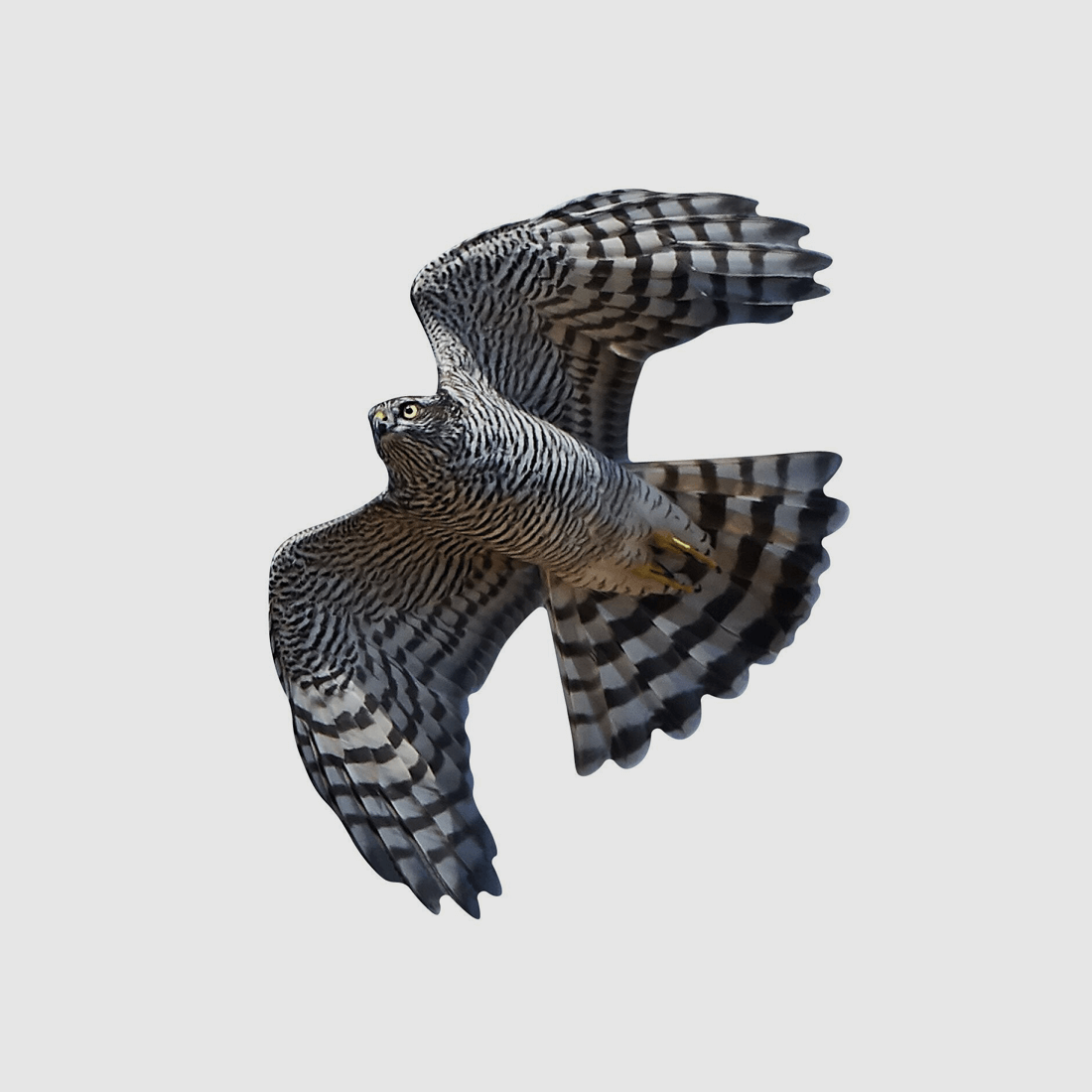 Autocollants de protection des oiseaux pour fenêtres épervier