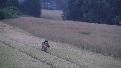 Mit mir im Revier- Saujagd im Weizen