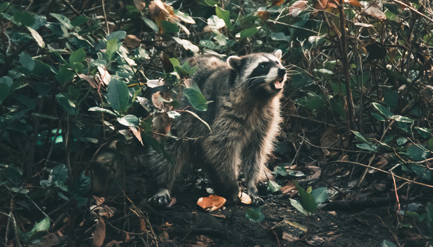 Raubwild