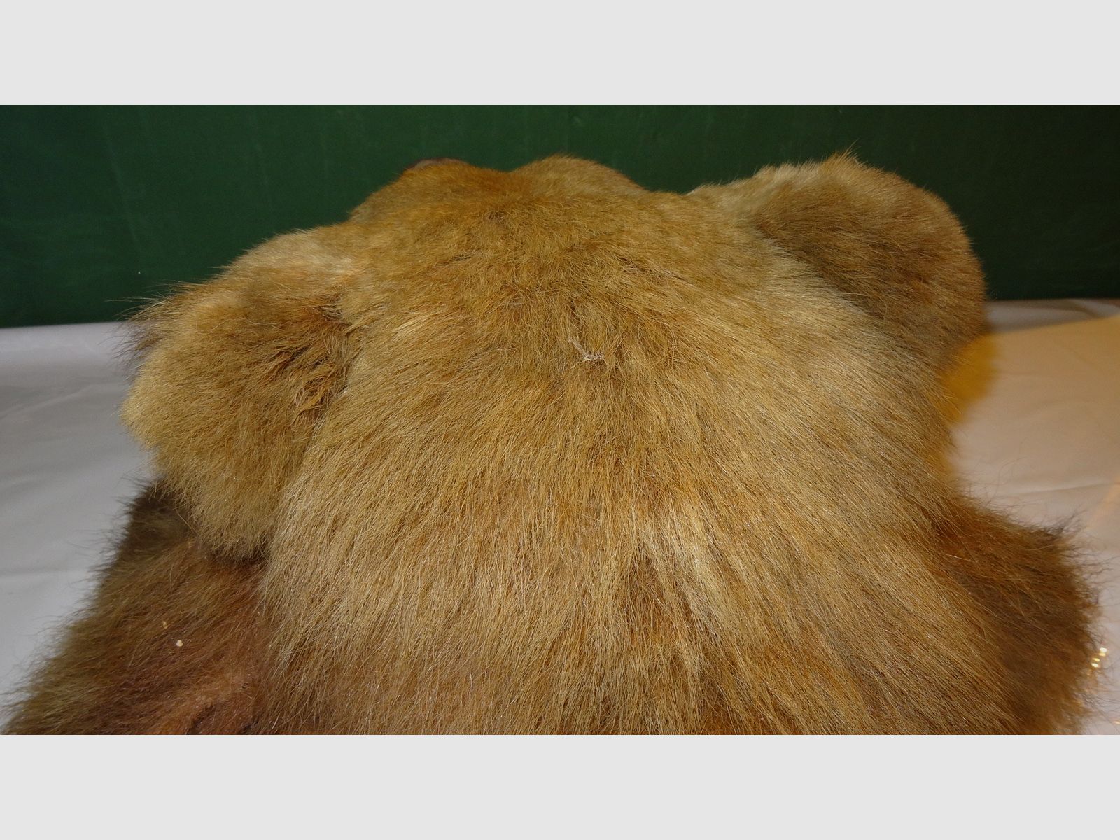 Cabeza de oso, trofeo, preparación como herencia, años 80, decoración