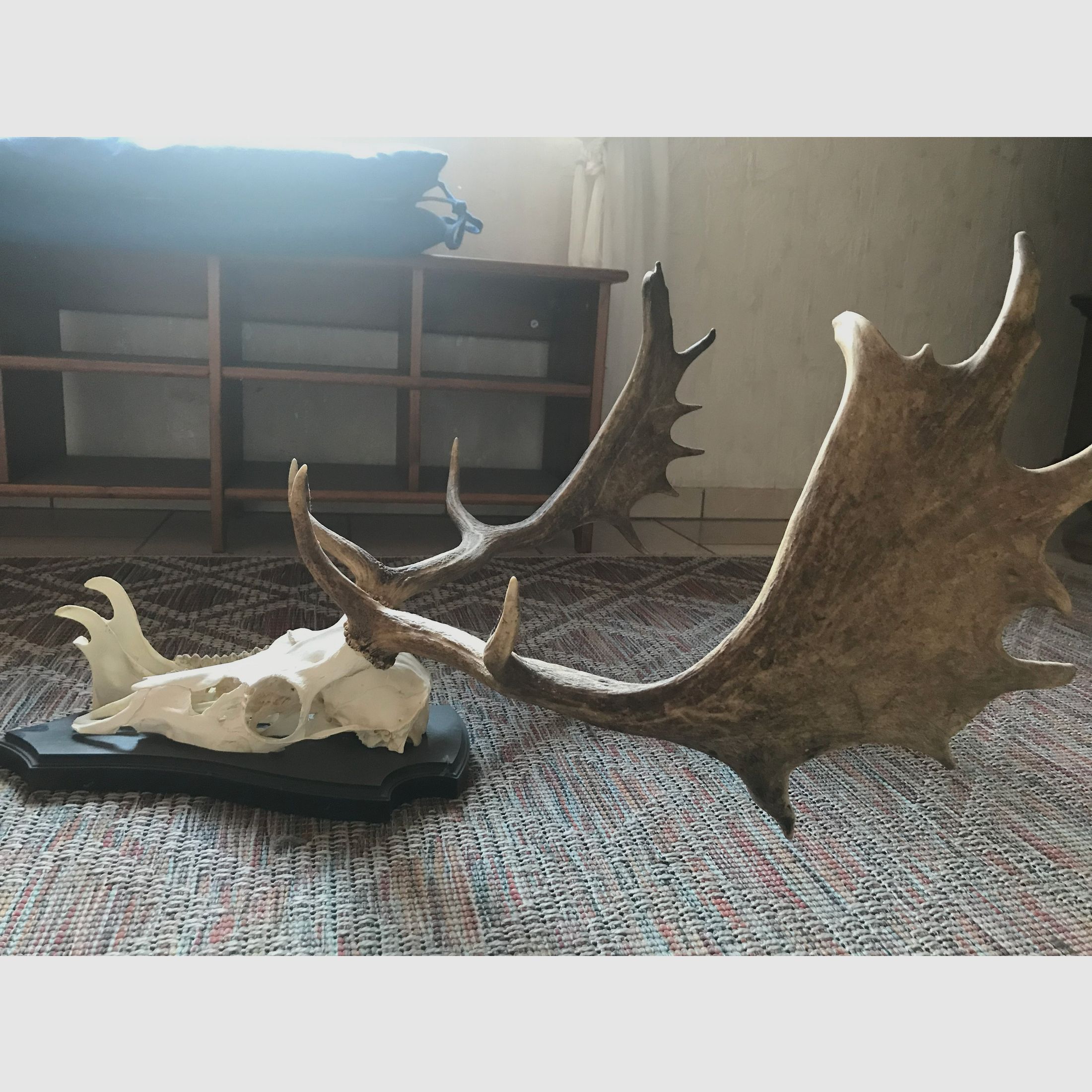 Damhirsch Aufgesetzt