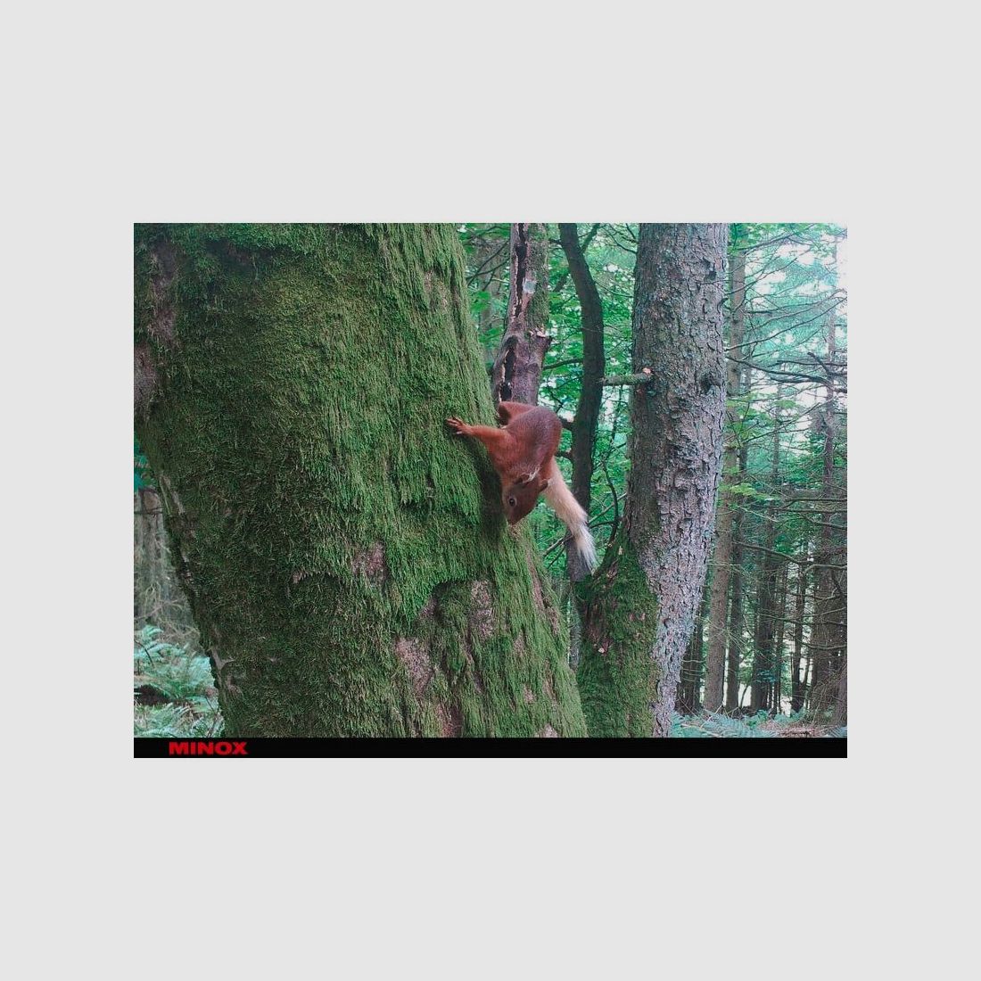 Minox Wildkamera - Überwachungskamera DTC 460