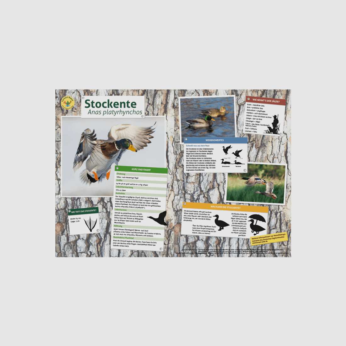 Learning Place Nature - Mallard Board A3