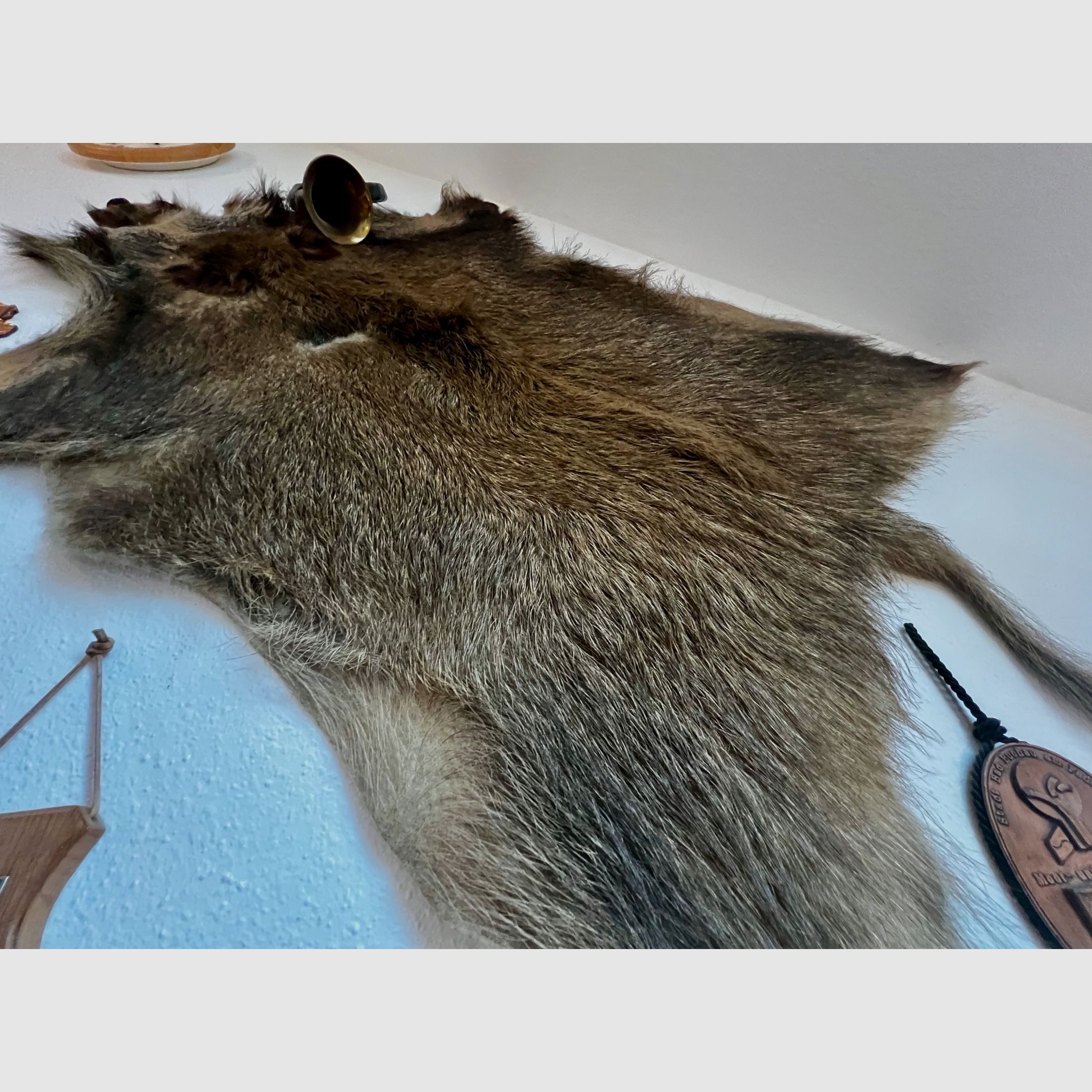Winter wild boar Black ones, image 5 of 8