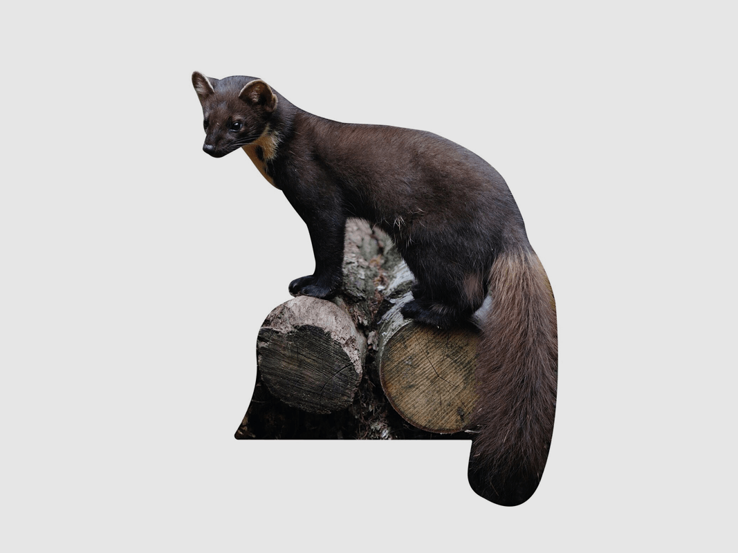 Tieraufsteller Baummarder