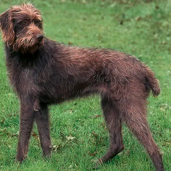 Rasseprofil: Pudelpointer