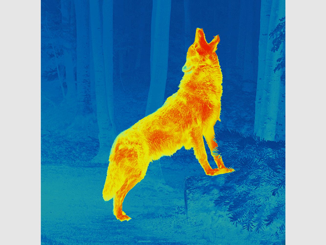BRANDNEU Wärmebildgerät Pulsar Telos XP50 SOFORT LIEFERBAR, OVP, vom PULSAR EXPERT-HÄNDLER