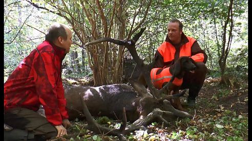 Nachsuche mit Fangschuss auf kapitalen Rothirsch